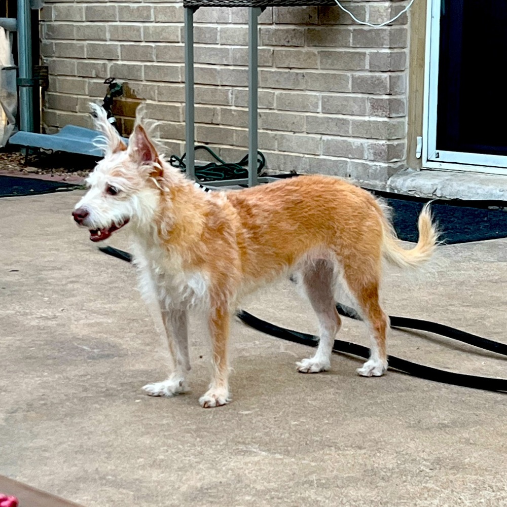 Meet your Posher, Willow